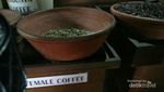 Mengetahui Jenis Kelamin Kopi dari Tempat Ini