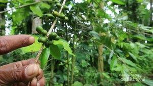 Mengetahui Jenis Kelamin Kopi dari Tempat Ini