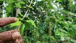 Mengetahui Jenis Kelamin Kopi dari Tempat Ini