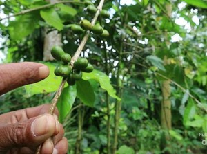 Mengetahui Jenis Kelamin Kopi dari Tempat Ini