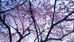 Menggapai Mimpi Liburan ke Jepang dengan Biaya Pas-pasan