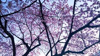 Hasil berburu Sakura yang mekar pertama di Taman Ueno.