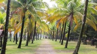 Pemandangan kumpulan pohon kelapa yang mengesankan