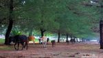 Menghabiskan Weekend di Pantai Pasie Jambak, Padang