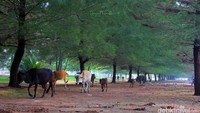 Pemandangan barisan pohon pinus yang artisitik