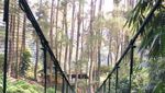 Menghilangkan Penat di Taman Nasional Gunung Halimun Salak