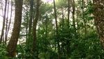 Menghilangkan Penat di Taman Nasional Gunung Halimun Salak