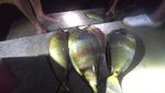 Mengikuti Perburuan Ikan Secara Tradisional di Laut Maluku