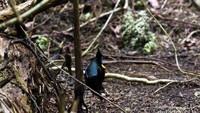 Cenderawasih botak atau Wilson Birds Of Paradise (Cicinnurus respublica) yang banyak mendiami hutan-hutan dataran rendah di Waigeo