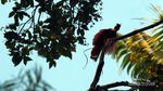 Mengintip Atraksi Tarian The Birds of Paradise di Raja Ampat