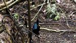 Mengintip Atraksi Tarian The Birds of Paradise di Raja Ampat