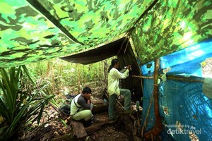 Mengintip Atraksi Tarian The Birds of Paradise di Raja Ampat