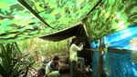 Mengintip Atraksi Tarian The Birds of Paradise di Raja Ampat