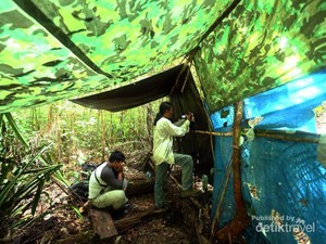 Mengintip Atraksi Tarian The Birds of Paradise di Raja Ampat