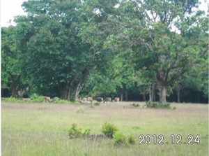 Mengintip Kawanan Banteng Liar di Ujung Kulon
