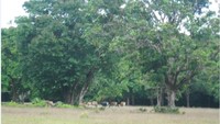 Banteng Cidaon