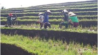 Aktivitas warga setempat di subak dayang, Desa Wanagiri Kauh