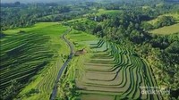 Foto sawah di Desa Wanagiri Kauh Tabanan Bali