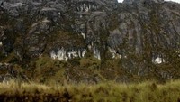 Lahan Grasberg yang sudah tidak digali dan diremajakan kembali