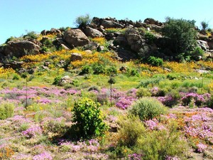 Mengintip Namaqualand, Surga Bunga Saat Musim Semi