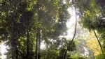 Mengisi Waktu Puasa di Kebun Raya Bogor