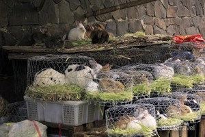 Mengisi Waktu Puasa di Kebun Raya Bogor