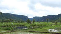Sawah hijau dikelilingi tebing - tebing tinggi