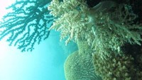 Keindahan bawah laut Kep. Kangean