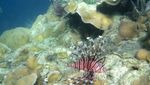 Mengunjungi Si Imut Nemo dan Ikan Macan di Kepulauan Kangean
