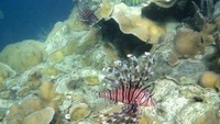 Ini dia penampakan lion fish yang lucu