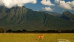 Menikmati Afrika di Taman Nasional Baluran