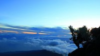 Si Bunga Abadi yang setia menyendiri menanti pagi di puncak Rinjani