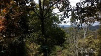 Koleksi Tanaman Langka