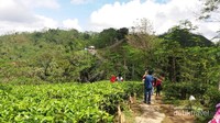 Suasana di perkebunan teh Kulon Progo