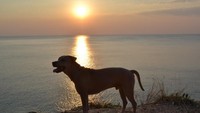 Seekor anjing pun tidak mau ketinggalan