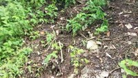 Jalan Setapak Menuju Air Terjun Goa Rang Reng