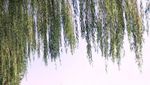 Menikmati Keindahan West Lake di Hangzhou, China