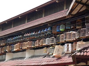 Menikmati Kicau Merdu di Pasar Burung Pramuka