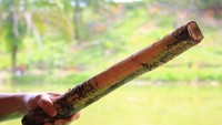 Inilah kayu balakka yang digunakan sebagai bumbu utama.