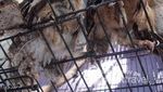 Menikmati Merdunya Kicauan di Pasar Burung Yogya