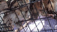 Ada yang menjual burung hantu juga lho
