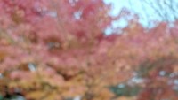 Kali ini giliran daun Maple yang memerah.