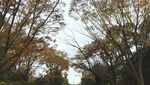Menikmati Musim Gugur di Tokyo, Jepang