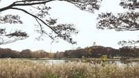 Danau di tengah taman Showa Memorial Park.