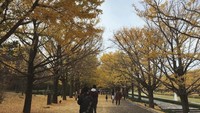Deretan pohon ginko yang daunnya mulai berguguran di Showa Memorial Park.