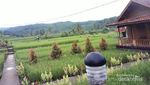 Menikmati Pantai Sarwana dengan Cara Tak Biasa