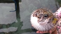 Ikan buntal di penangkaran Hiu Menjangan Besar