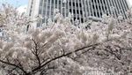 Menikmati Sakura di Tempat-tempat yang Tak Biasa