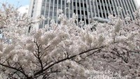 Ropponggi dan Sakura