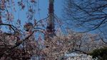 Menikmati Sakura di Tempat-tempat yang Tak Biasa